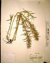 Cyperus planifolius image