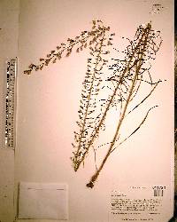 Liatris gracilis image