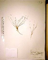 Eleocharis baldwinii image