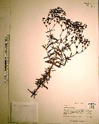 Hypericum cistifolium image