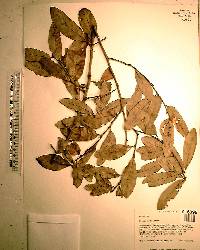 Quercus incana image