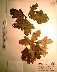 Quercus margaretta image