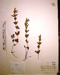 Dyschoriste oblongifolia image