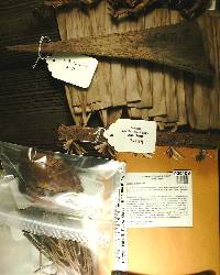 Attalea phalerata image