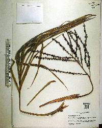 Geonoma pohliana subsp. weddelliana image