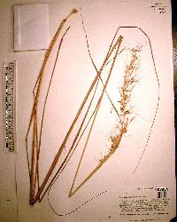 Sorghastrum secundum image