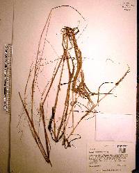 Kellochloa verrucosa image