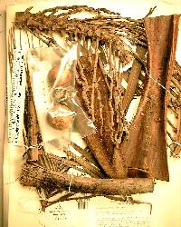 Acrocomia aculeata image