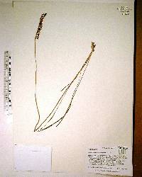 Spiranthes praecox image