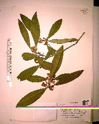 Osmanthus americana image