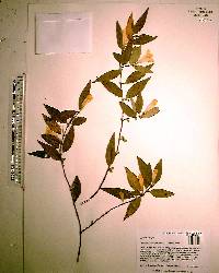 Gelsemium sempervirens image