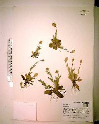 Polygala lutea image