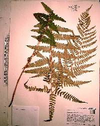 Dryopteris ludoviciana image