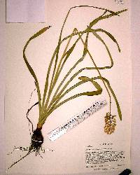 Amianthium muscitoxicum image