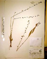 Lobelia paludosa image