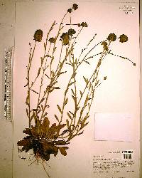 Polygala rugelii image