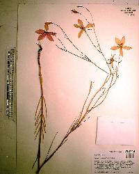 Sabatia grandiflora image