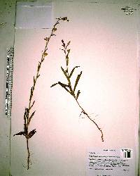 Piriqueta cistoides image