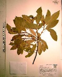 Persea palustris image