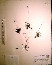 Drosera capillaris image