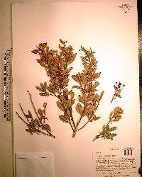 Lyonia ferruginea image