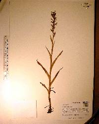 Habenaria repens image