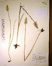 Platanthera nivea image