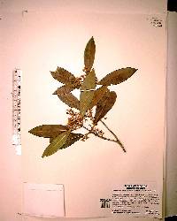 Osmanthus americana image