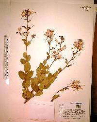 Bejaria racemosa image