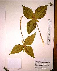 Trillium underwoodii image