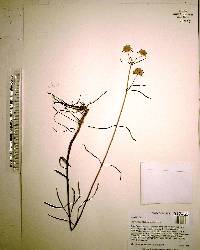 Hyptis alata image