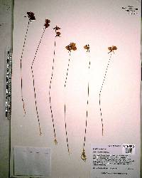 Utricularia cornuta image