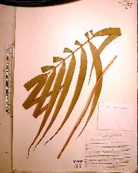 Ceratozamia matudae image