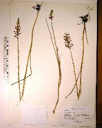 Platanthera nivea image