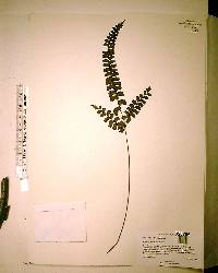 Adiantum melanoleucum image