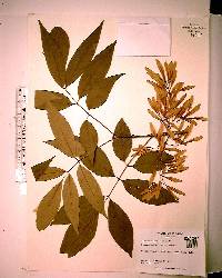 Fraxinus caroliniana image