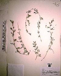 Indigofera miniata image