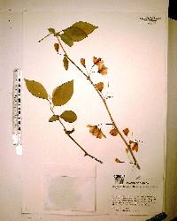 Halesia diptera image
