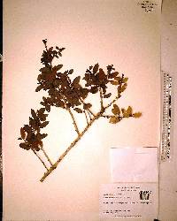 Ilex vomitoria image