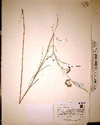 Asclepias viridula image