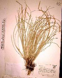 Carex willdenowii image