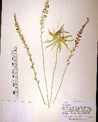 Aletris lutea image