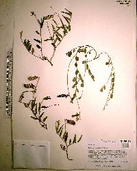 Crotalaria rotundifolia image