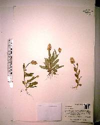 Polygala lutea image