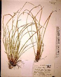 Carex willdenowii image