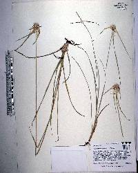 Rhynchospora cephalantha image