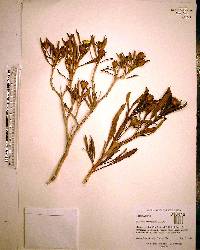 Borrichia arborescens image