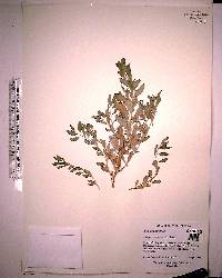 Atriplex pentandra image