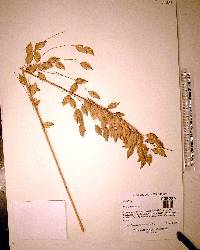 Uniola paniculata image