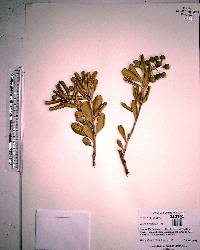 Jacquinia keyensis image